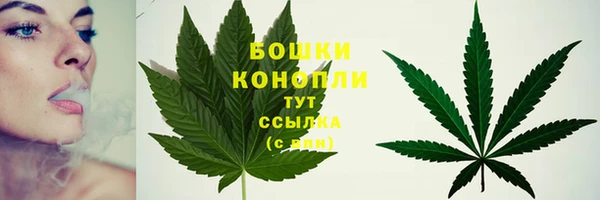 прущие грибы Вяземский